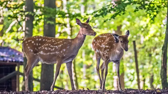 Natur-Resort Tripsdrill | Baden-Wuerttemberg - Cleebronn