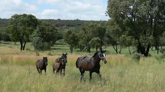 Abloom Bush Lodge and Spa Retreat | Gauteng - City of Tshwane - Johannesburg (ve civarı) - Cullinan