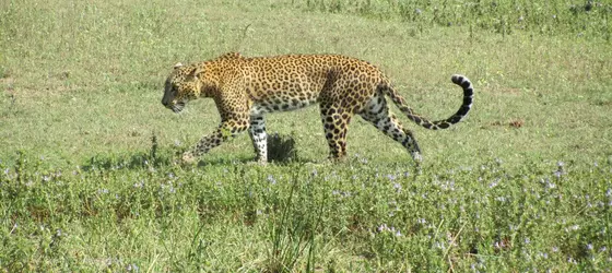 Heina Nature Resort & Yala Safari | Monaragala Bölgesi - Kataragama