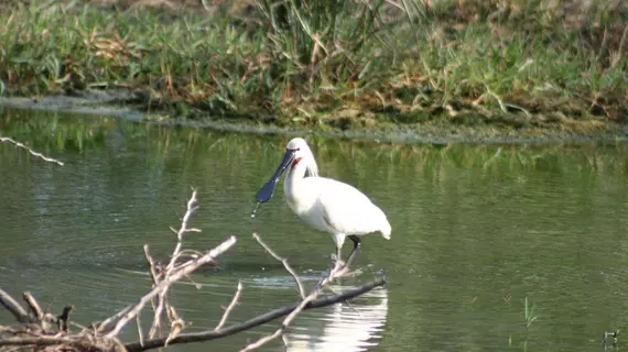 Mahoora Tented Safari Camp - Bundala | Southern Province - Hambantota Bölgesi - Hambantota