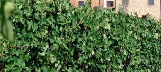 Fattoria Terrarossa | Toskana - Siena (vilayet) - Montepulciano