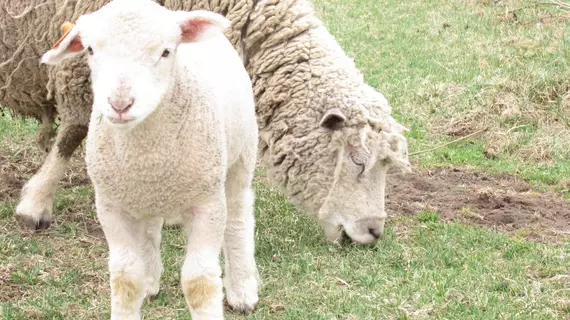 Yorkshire Farm | Hokkaido - Shintoku