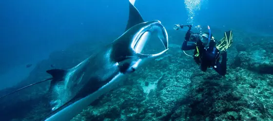 Manta Lodge YHA and Scuba Centre Hostel | Queensland - Brisbane (ve civarı) - Point Lookout