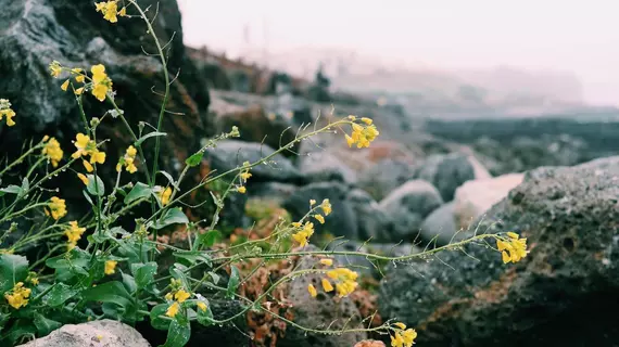 Jeju Saint House | Jeju Adası - Seogwipo - Jungmun