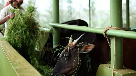 Harvest Fresh Farms | Kerala - Idukki Bölgesi - Thekkady