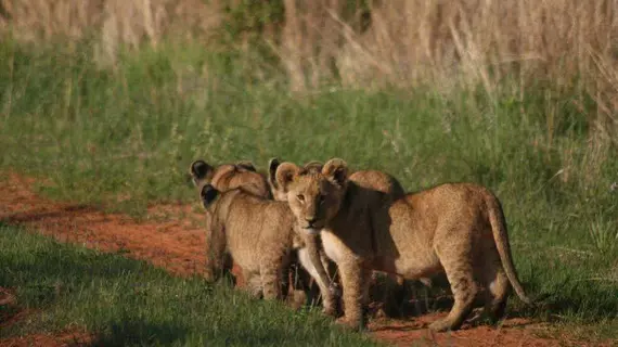 Kololo Game Reserve | Limpopo - Waterberg District - Vaalwater