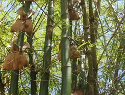 Bamboo Chalets | Seyşeller - La Digue - La Passe