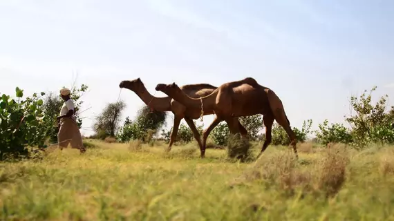 Arya Haveli | Racastan - Jaisalmer (ve civarı) - Jaisalmer