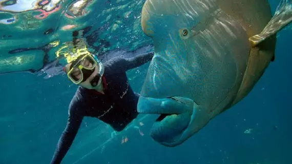 The Balinese | Queensland - Cairns - Cairns (ve civarı) - Cairns North