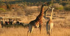 Makweti Safari Lodge | Limpopo - Waterberg District - Vaalwater