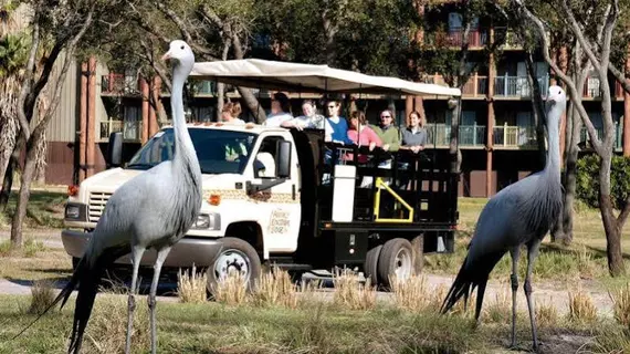 Disney's Animal Kingdom Lodge | Florida - Orlando (ve civarı) - Lake Buena Vista - Bay Lake