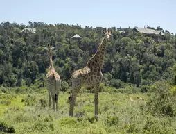 Kariega Game Reserve-Settlers Drift | Eastern Cape - Ndlambe - Kenton on Sea