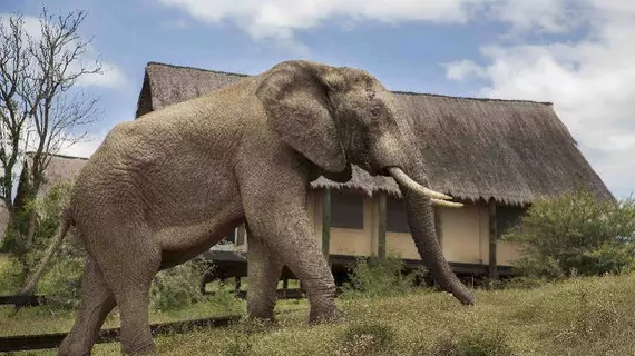 Gorah Elephant Camp | Eastern Cape - Sundays River Valley - Addo