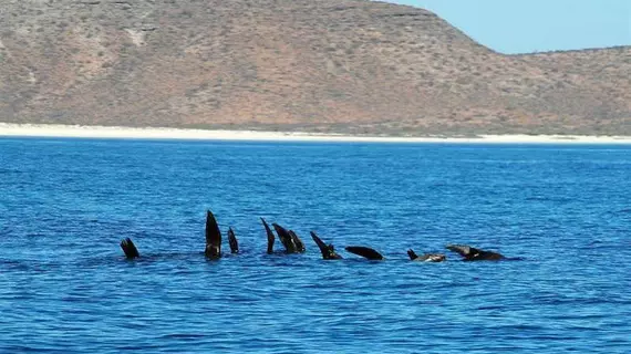 Seven Crown La Paz Malecon | Baja California Sur - La Paz (ve civarı) - La Paz