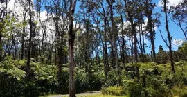 Volcano Forest Inn | Hawaii - Hawaii Adası - Volcano