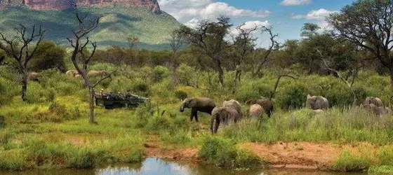 Marataba Safari Lodge | Limpopo - Moholoholo