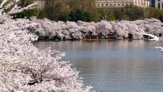 Fairfield Inn & Suites by Marriott Washington Downtown | District of Columbia - Washington (ve civarı) - Washington - Northwest