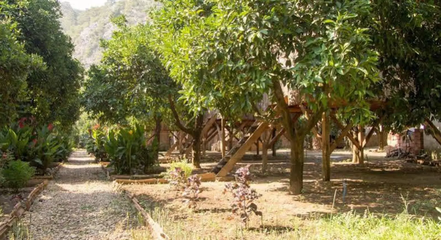 Saban Tree Houses