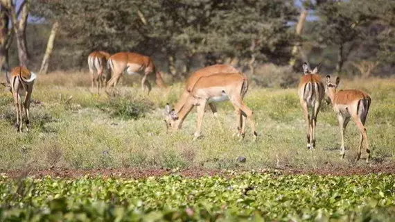 Lake Naivasha Resort | Nakuru İlçesi - Nakuru (ve civarı) - Naivasha