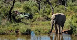 Marataba Safari Lodge | Limpopo - Moholoholo