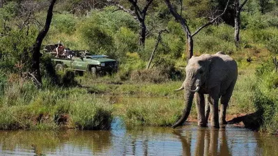 Marataba Safari Lodge | Limpopo - Moholoholo