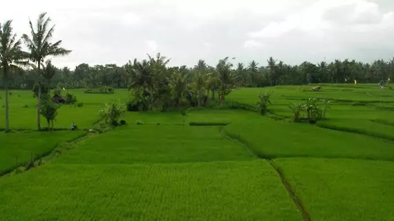 Green Field and Bungalow | Bali - Ubud - Peliatan