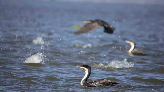 Lake Naivasha Resort | Nakuru İlçesi - Nakuru (ve civarı) - Naivasha