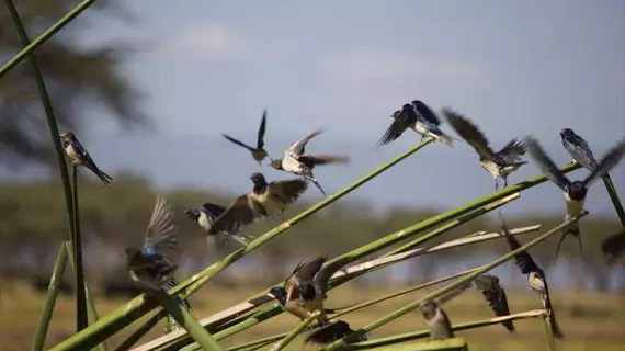 Lake Naivasha Resort | Nakuru İlçesi - Nakuru (ve civarı) - Naivasha