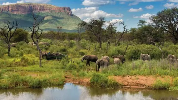 Marataba Safari Lodge | Limpopo - Moholoholo