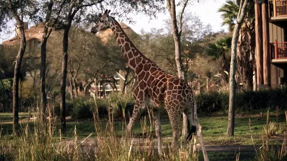 Disney's Animal Kingdom Lodge | Florida - Orlando (ve civarı) - Lake Buena Vista - Bay Lake