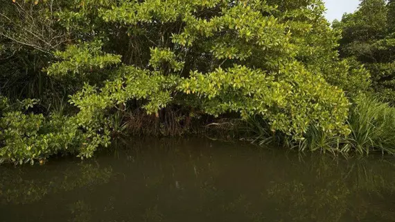 Mangrove Escapes | Southern Province - Galle Bölgesi - Bentota