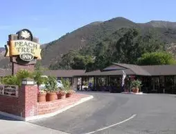 Peach Tree Inn | Kaliforniya - San Luis Obispo (ve civarı) - San Luis Obispo