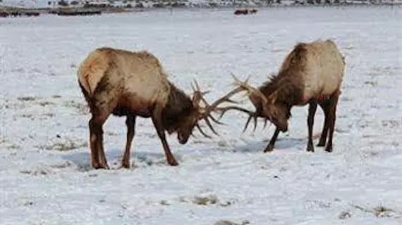 Flat Creek Inn | Wyoming - Jackson Hole (ve civarı) - Jackson