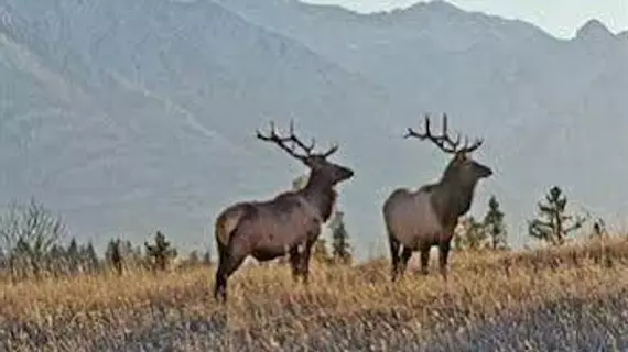 Flat Creek Inn | Wyoming - Jackson Hole (ve civarı) - Jackson