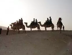 Negev Camel Ranch | Tamar Bölge Konseyi - Dimona