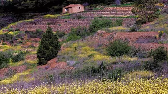 Royal Tenerife Country Club | Kanarya Adaları - Santa Cruz de Tenerife - San Miguel de Abona - Golf del Sur