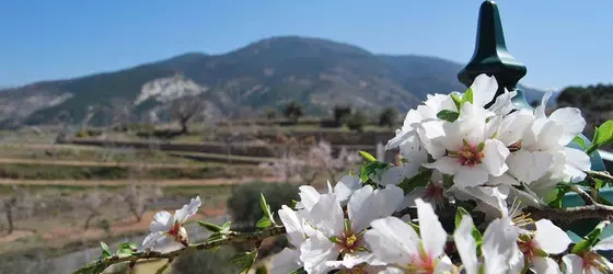 La Encina Centenaria | Andalucia - Granada (il) - Monachil