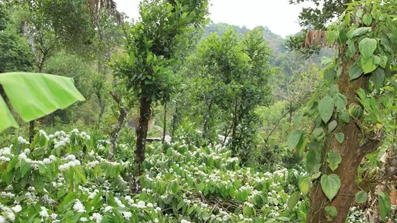 Yedamakky Cottage | Karnataka - Kodagu - Virajpet