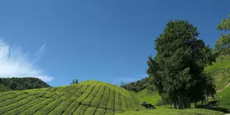 Cameron Highlands Resort