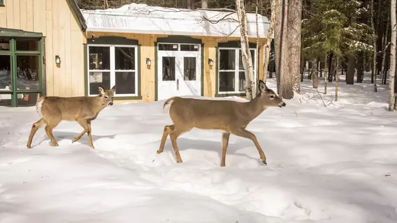 Auberge le Cosy | Quebec - Les Laurentides Regional County Belediyesi - Tremblant Dağı (ve civarı) - La Conception