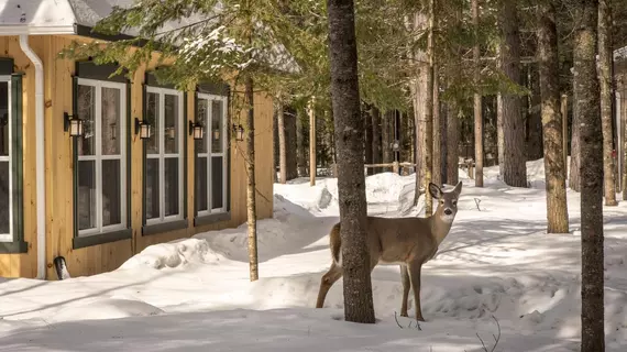 Auberge le Cosy | Quebec - Les Laurentides Regional County Belediyesi - Tremblant Dağı (ve civarı) - La Conception