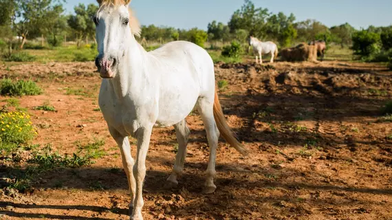 Sa Bassa Rotja Ecoturisme | Balearic Adaları - Mayorka Adası - Pla de Mallorca